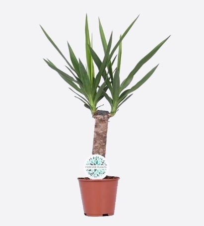 Yucca Elephantipes-1