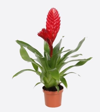 Vriesea Splendens