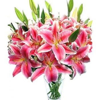 10 Pink Oriental Lily Buds (Standard)