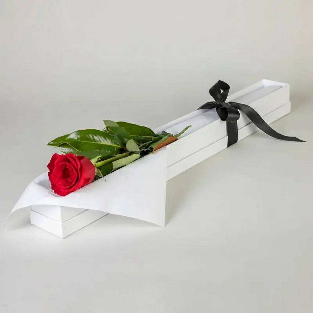 First Red Rose