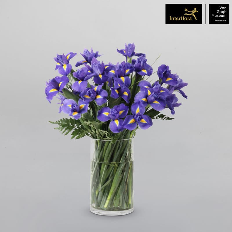 Purple Iris