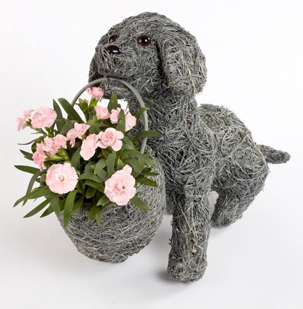Dotty The Dog