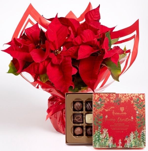 Poinsettia Gift Set with Holdsworth Chocolates