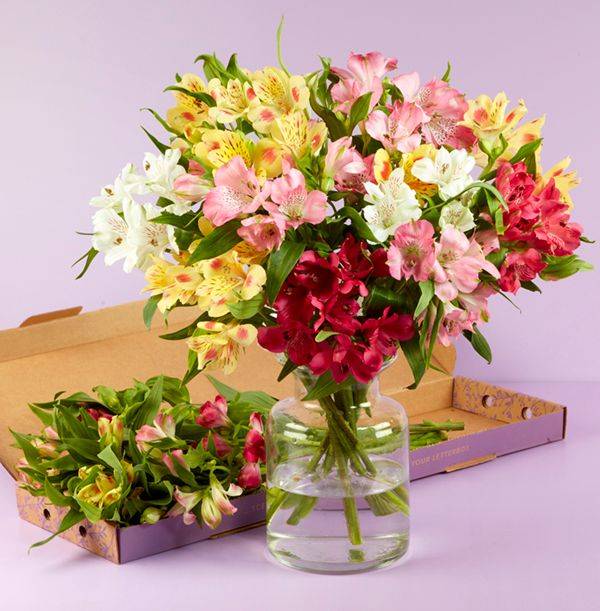 Mixed Spring Alstroemeria Letterbox
