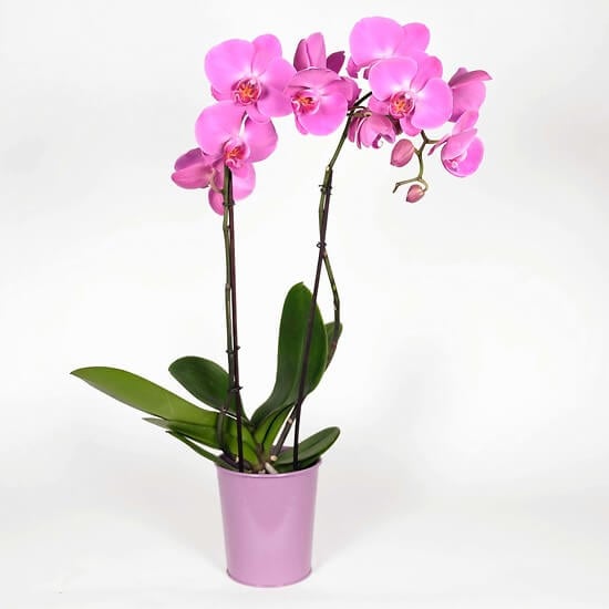 "Butterfly" orchid