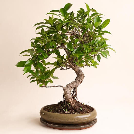 12 year old bonsai