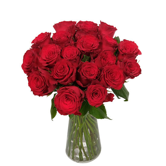 Red Velvet (20 Roses)