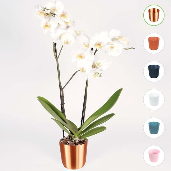 White Orchid