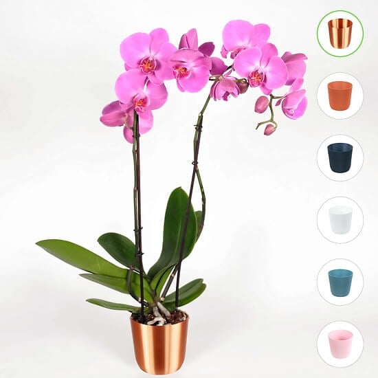 "Butterfly" orchid