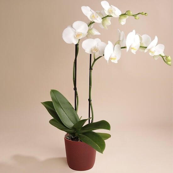 White Orchid