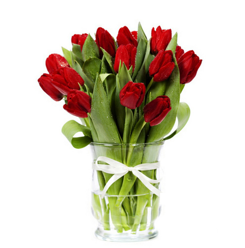 red tulips (Standard)