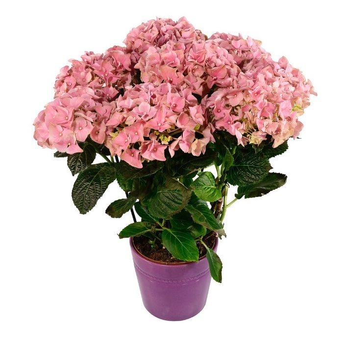 pink hydrangea plant (Standard)
