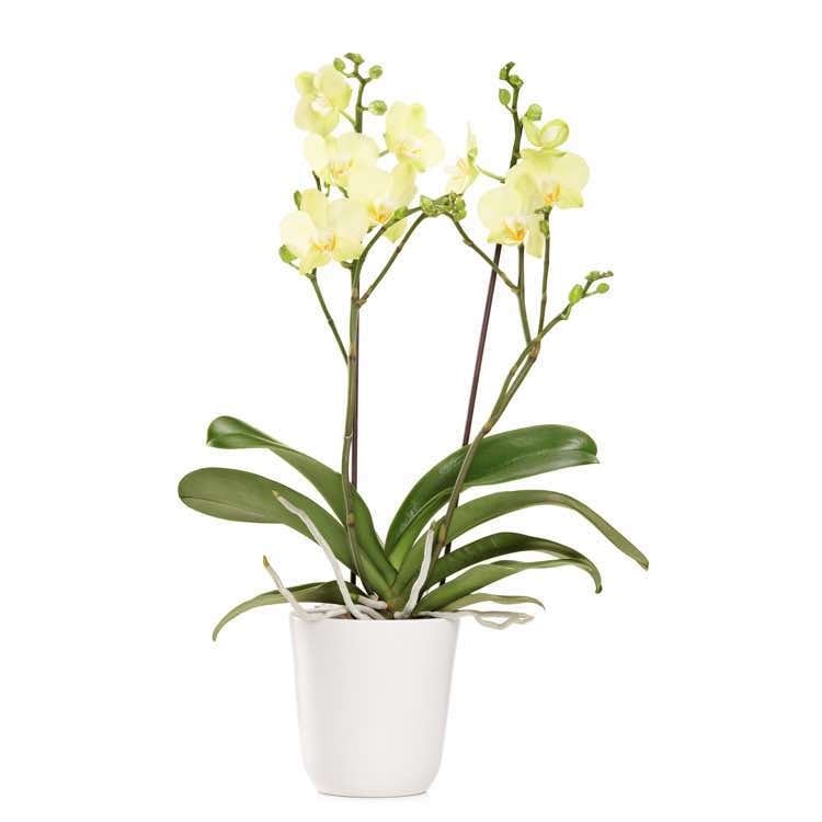yellow orchid phalaenopsis (Standard)