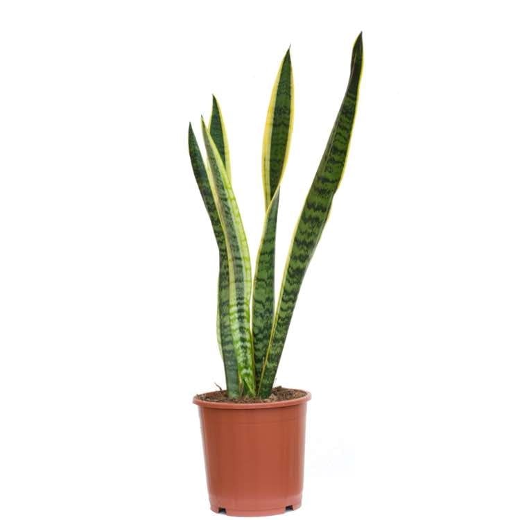 san severia plant (Standard)