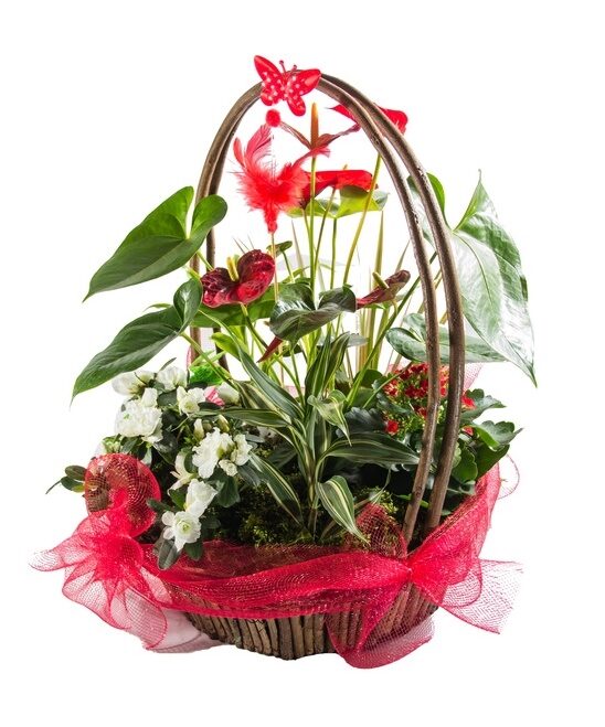 plants arrangement (Standard)