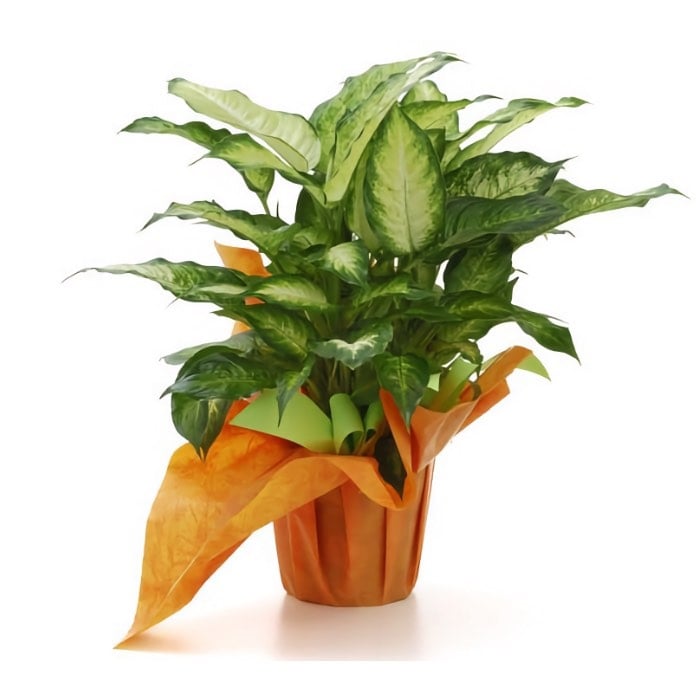 diffenbachia plant (Standard)