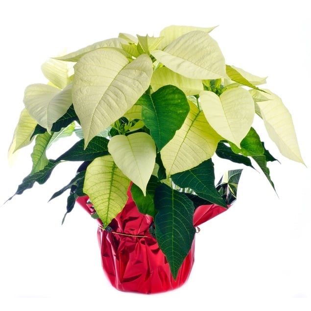 white poinsettia (Standard)