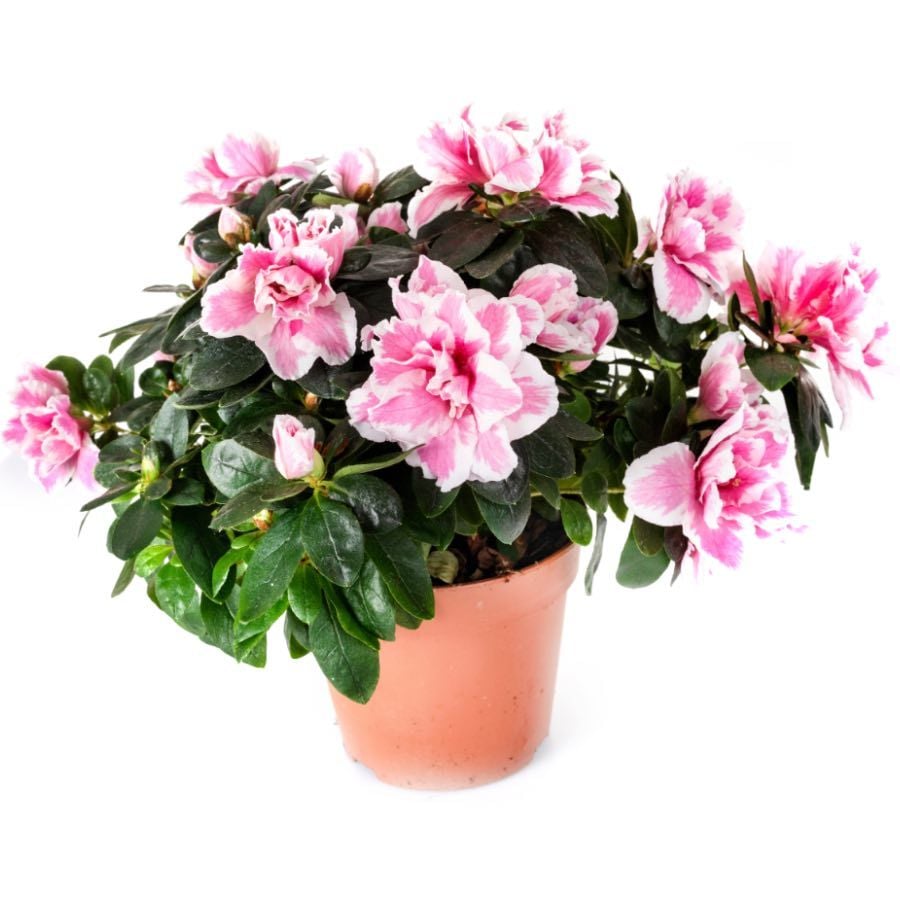 azalea plant (Standard)