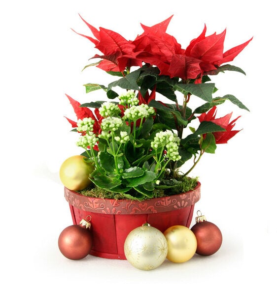 christmas bowl (Standard)