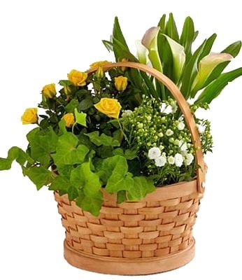 Cheerful Wishes Blooming Basket (Standard)