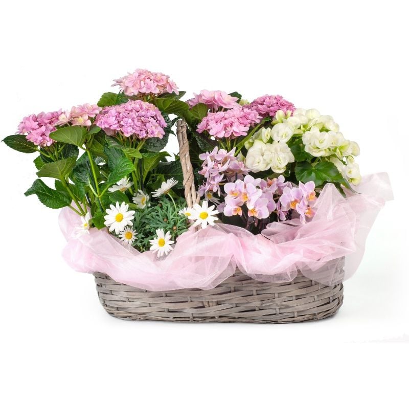 Basket of flowering plants (Standard)