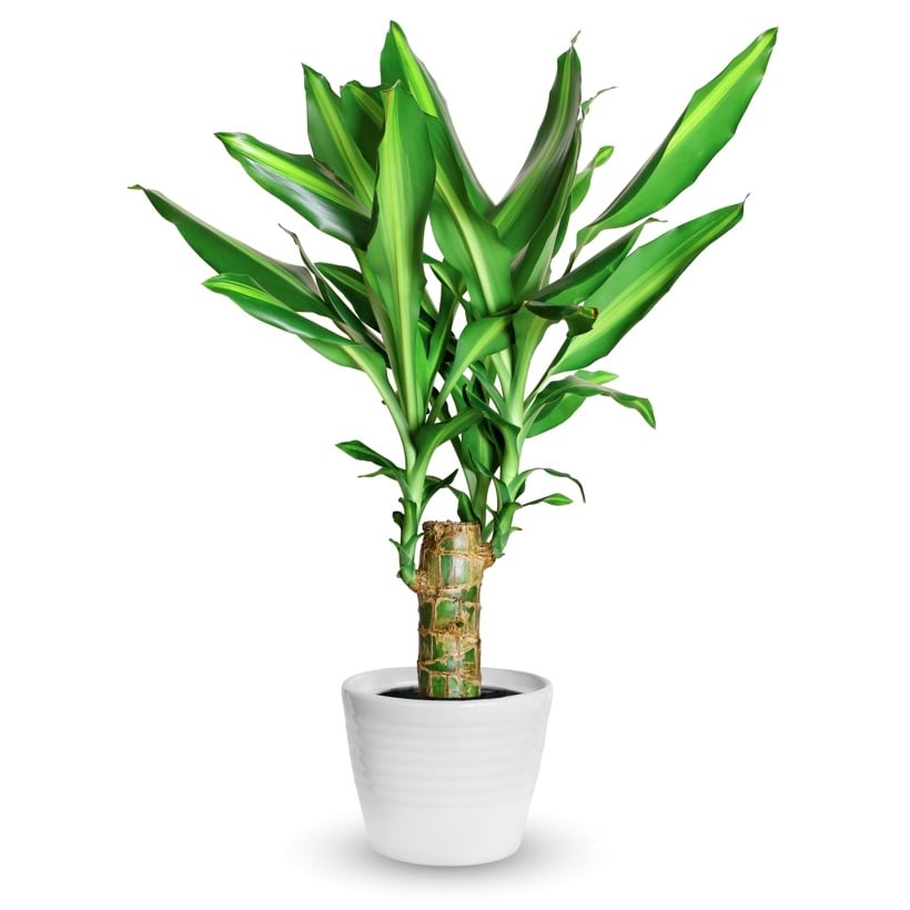 Dracenaplant (Standard)