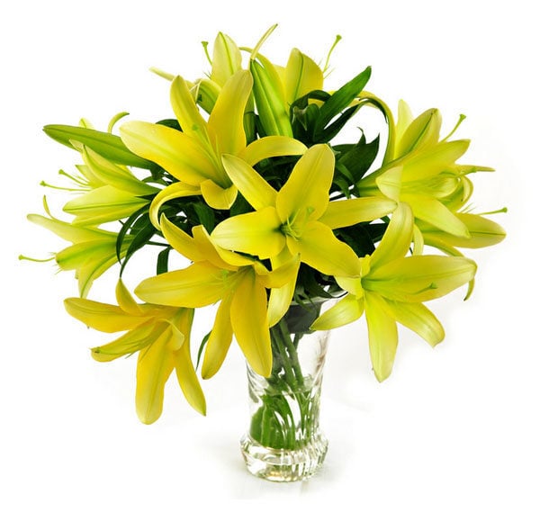 Yellow Lilies (Standard)