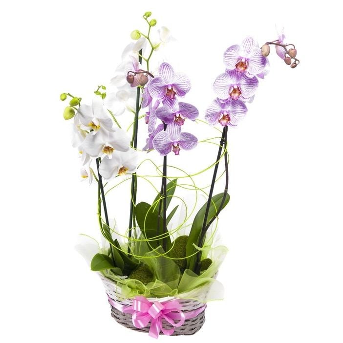 phalaenopsis basket (Medium)