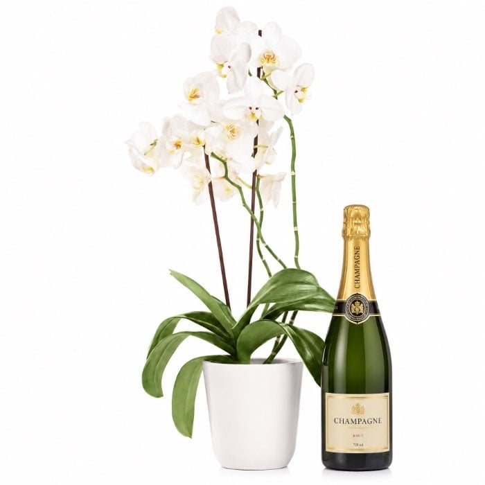 orchid phalaenopsys with champagne (orchid plant and champagne)