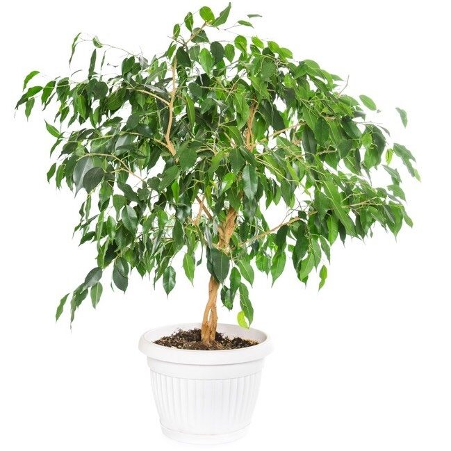 Ficus Benjamin Plant (Standard)
