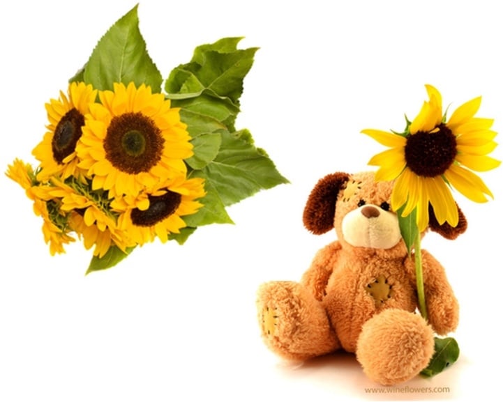 Sunflowers And Teddy Bear (Standard)