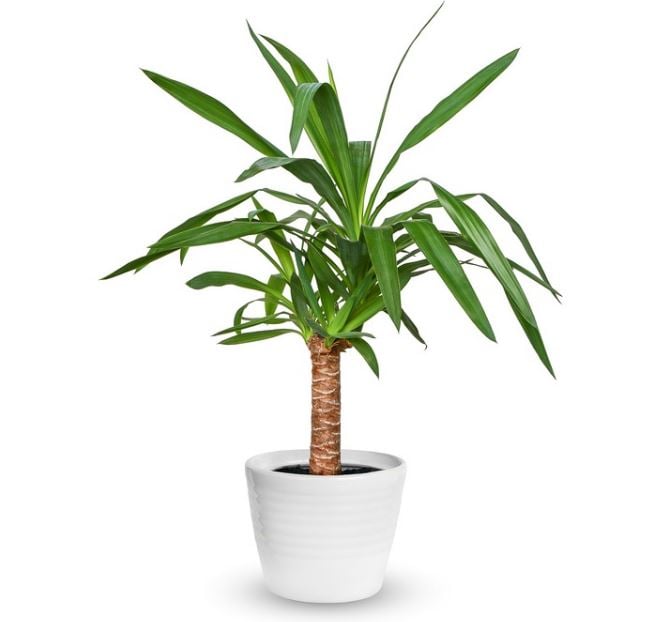Yucca Plant (Standard)