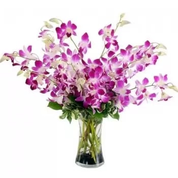 15 stems Purple Orchids (Standard)