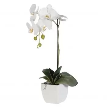 White Orchid plant with 1 Stem (Standard)