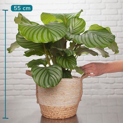 Calathea Orbifolia