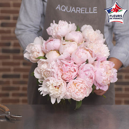 Marvellous Peonies (15 stems)