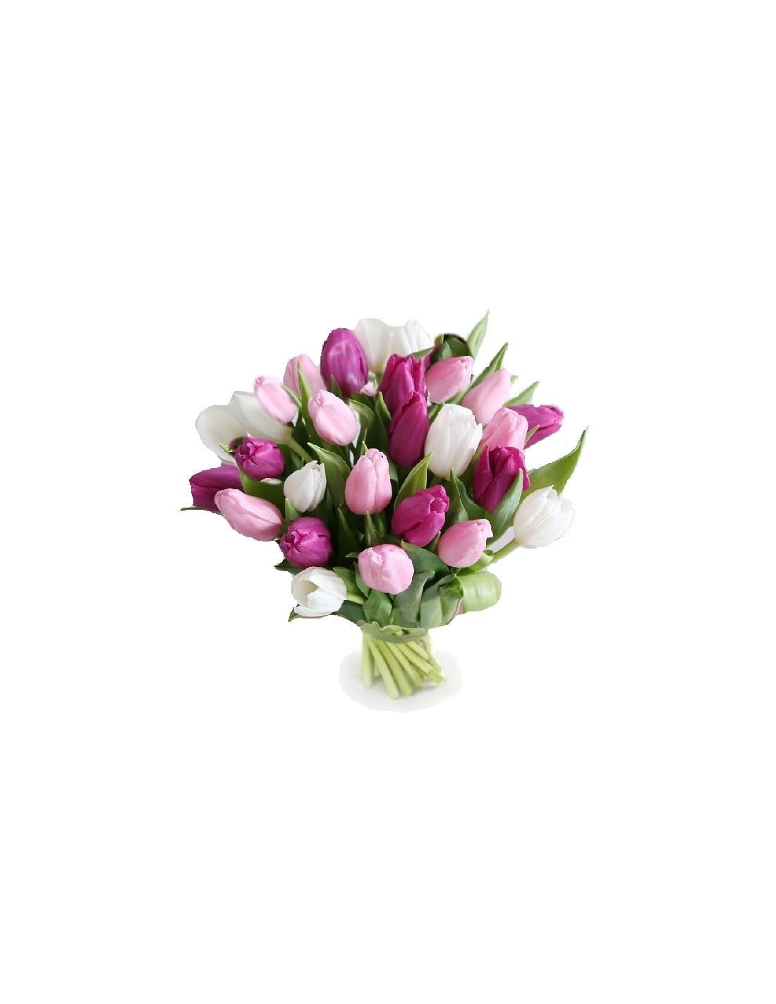 Tulipa furiosa (Small)
