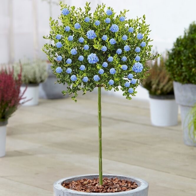 Ceanothus Victoria Patio Tree - 70-80cm (Incl. Pot)