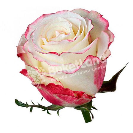 Ecuadorian rose 80 cm in stock