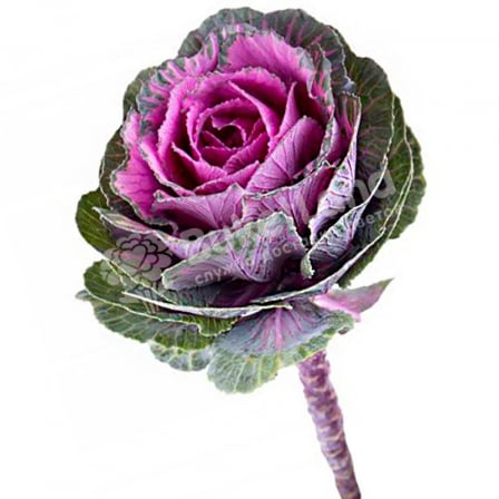 Brassica