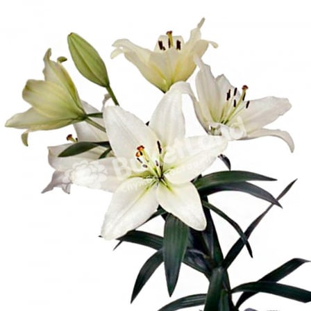 Lily in assortment
