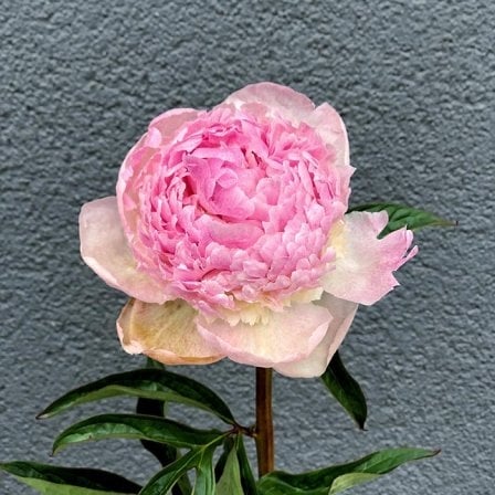 Peony in assortment