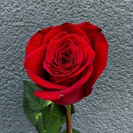 Holland rose Freedom 80-90 cm