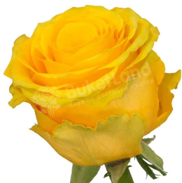 Yellow rose Penny Lane 60 cm