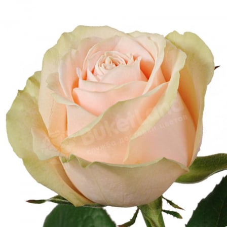 Cream Rose Talea 60 cm