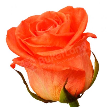 Coral Rose Wow 60 cm