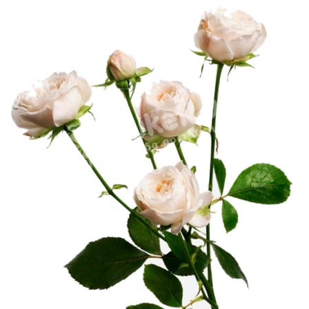 Beige rose spray 60 cm
