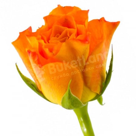 Kenyan rose 50 cm in stock