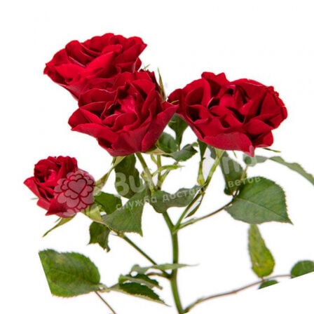 Rose spray 60 cm in stock