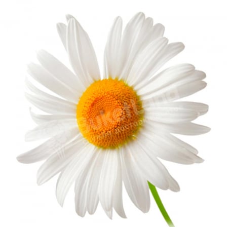 Chamomile